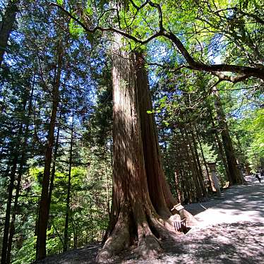 実際訪問したユーザーが直接撮影して投稿した三峰自然名所夫婦杉の写真