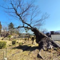 実際訪問したユーザーが直接撮影して投稿した杉妻町公園紅葉山公園の写真