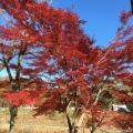 実際訪問したユーザーが直接撮影して投稿した多磨町公園武蔵野公園の写真