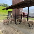 実際訪問したユーザーが直接撮影して投稿した矢並町動物園鞍ケ池公園動物園の写真