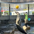 実際訪問したユーザーが直接撮影して投稿した勝島水族館 / アクアリウムしながわ水族館の写真