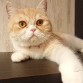 実際訪問したユーザーが直接撮影して投稿した大須テーマカフェ猫カフェ Puchi Marry 名古屋大須店の写真