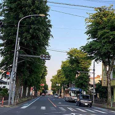 実際訪問したユーザーが直接撮影して投稿した地域名所埼大通りのけやき並木の写真