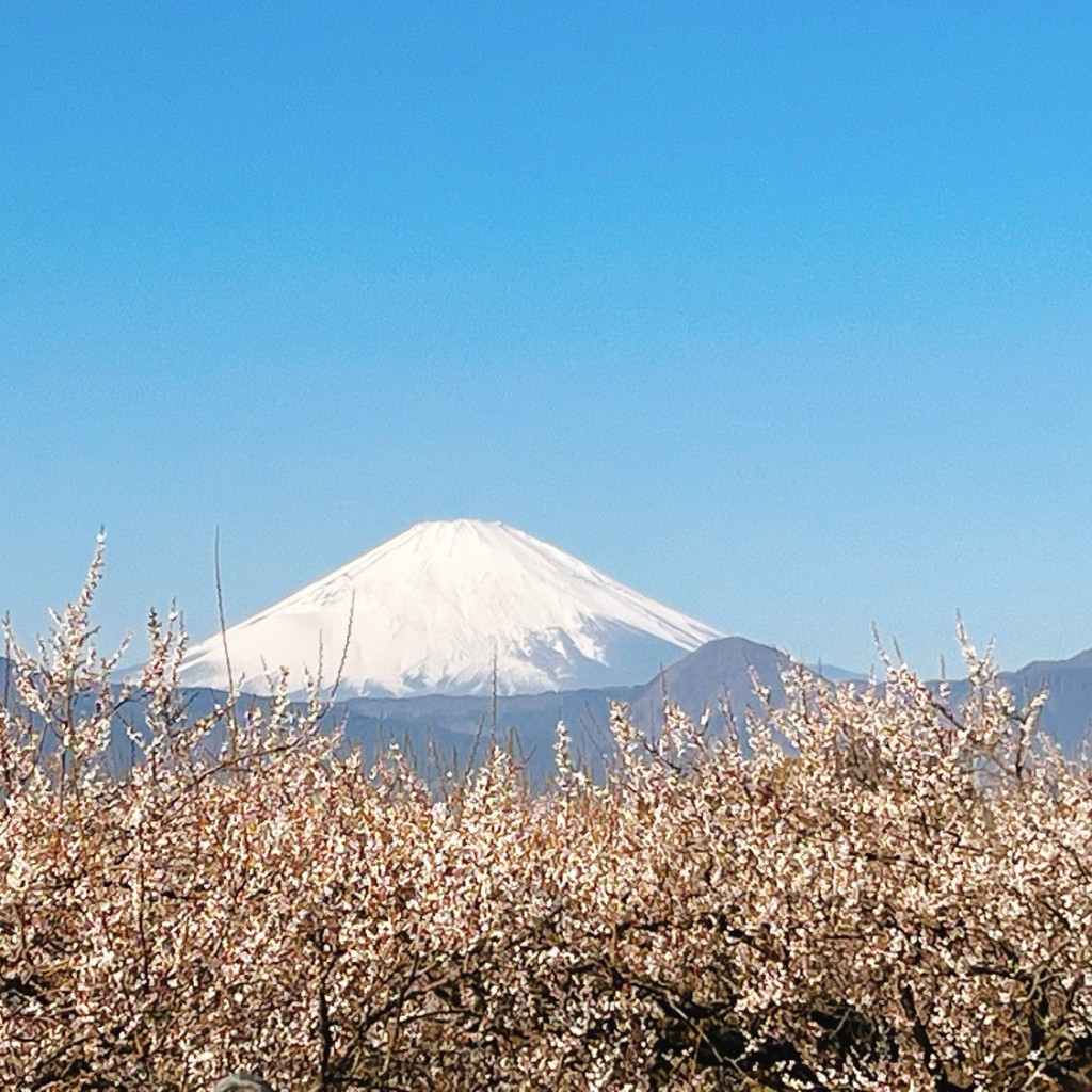 実際訪問したユーザーが直接撮影して投稿した曽我別所花のきれいなスポット曽我梅林の写真