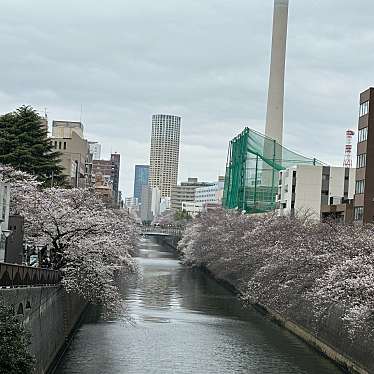 目黒川の桜並木のundefinedに実際訪問訪問したユーザーunknownさんが新しく投稿した新着口コミの写真