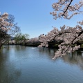 実際訪問したユーザーが直接撮影して投稿した馬場町公園鶴岡公園の写真