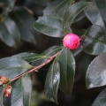 実際訪問したユーザーが直接撮影して投稿した別府公園別府公園の写真