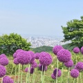 実際訪問したユーザーが直接撮影して投稿した盤渓植物園 / 樹木園幌見峠ラベンダー園の写真