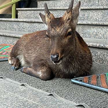 OMIさんが投稿した宮島町神社のお店厳島神社/イツクシマジンジャの写真