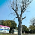 実際訪問したユーザーが直接撮影して投稿した池辺公園川越水上公園の写真