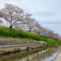 実際訪問したユーザーが直接撮影して投稿した恋の窪河川佐保川の写真