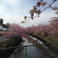 実際訪問したユーザーが直接撮影して投稿した笠松町公園笠松河津桜ロードの写真