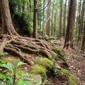 実際訪問したユーザーが直接撮影して投稿した木本町山 / 峠松本峠の写真