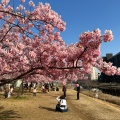 実際訪問したユーザーが直接撮影して投稿した平井河川旧中川 河津桜の写真