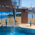 実際訪問したユーザーが直接撮影して投稿したあるかぽーと水族館 / アクアリウム市立しものせき水族館 海響館の写真