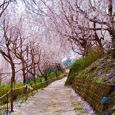実際訪問したユーザーが直接撮影して投稿した鬼籠野桜の名所ゆうかの里の写真