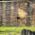 実際訪問したユーザーが直接撮影して投稿した程久保動物園多摩動物公園の写真