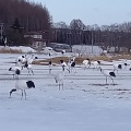 実際訪問したユーザーが直接撮影して投稿した下雪裡生息地 / 群生地・飛来地鶴見台の写真