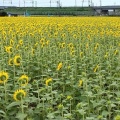 実際訪問したユーザーが直接撮影して投稿した東前町生息地 / 群生地・飛来地大垣ひまわり畑の写真