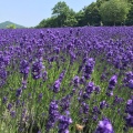 実際訪問したユーザーが直接撮影して投稿した盤渓植物園 / 樹木園幌見峠ラベンダー園の写真