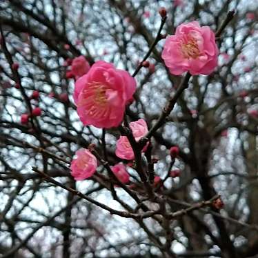 実際訪問したユーザーが直接撮影して投稿した向陽台公園彩の森入間公園の写真