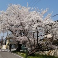 実際訪問したユーザーが直接撮影して投稿した河川賀茂川の写真