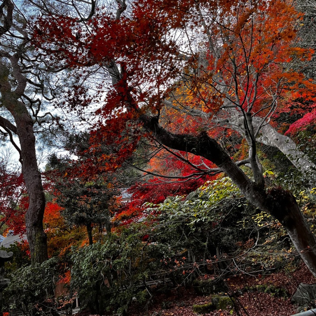 LINE-マークルンさんが投稿した嵯峨二尊院門前長神町寺のお店二尊院/ニソンインの写真