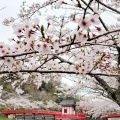 実際訪問したユーザーが直接撮影して投稿した高師公園茂原公園の写真