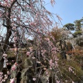 実際訪問したユーザーが直接撮影して投稿した酒折植物園 / 樹木園不老園の写真