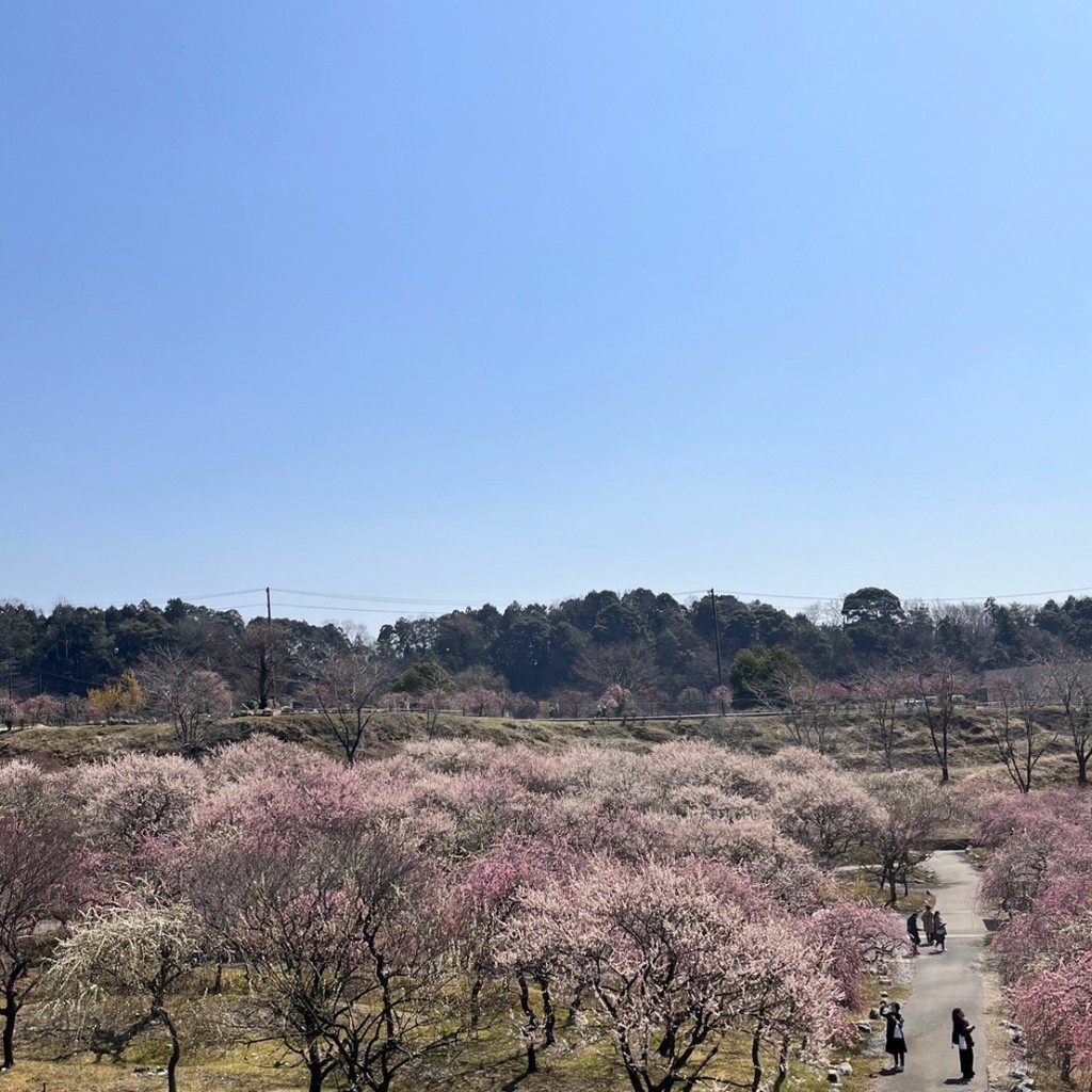 実際訪問したユーザーが直接撮影して投稿した藤原町鼎公園いなべ市梅林公園の写真