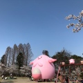 実際訪問したユーザーが直接撮影して投稿した開成公園開成山公園の写真