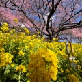 実際訪問したユーザーが直接撮影して投稿した松田惣領公園西平畑公園の写真