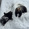 実際訪問したユーザーが直接撮影して投稿した登別温泉町動物園のぼりべつクマ牧場の写真