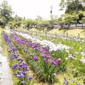 実際訪問したユーザーが直接撮影して投稿した横山公園城山花菖蒲園の写真