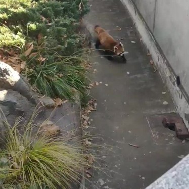 まいりゅうさんが投稿した老松町動物園のお店野毛山動物園/ノゲヤマドウブツエンの写真