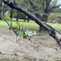 実際訪問したユーザーが直接撮影して投稿した見沼動物園りすの家の写真