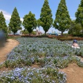実際訪問したユーザーが直接撮影して投稿した浄谷町公園ひまわりの丘公園の写真