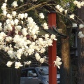 実際訪問したユーザーが直接撮影して投稿した春日野町神社氷室神社の写真