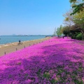 実際訪問したユーザーが直接撮影して投稿した柳が崎湖沼 / 池琵琶湖の写真