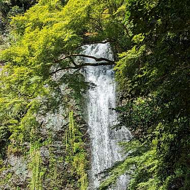 実際訪問したユーザーが直接撮影して投稿した箕面公園滝 / 渓谷箕面大滝の写真