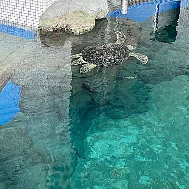 名古屋港水族館のundefinedに実際訪問訪問したユーザーunknownさんが新しく投稿した新着口コミの写真