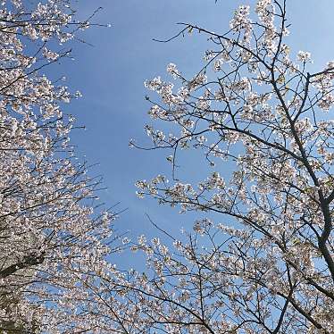 実際訪問したユーザーが直接撮影して投稿した赤童子町白山居酒屋桜みちの写真