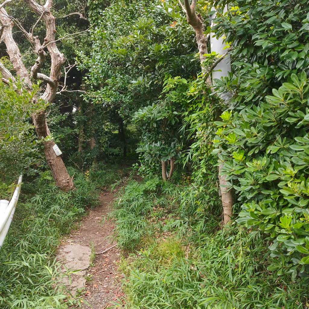 実際訪問したユーザーが直接撮影して投稿した山 / 峠仙元山の写真