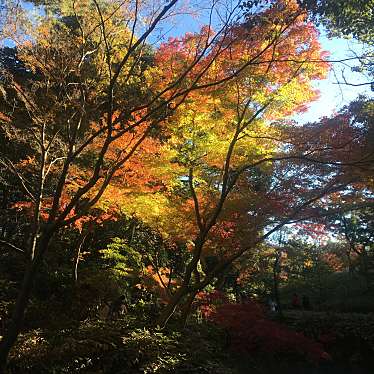 実際訪問したユーザーが直接撮影して投稿した本駒込庭園六義園 つつじ茶屋の写真