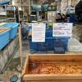 実際訪問したユーザーが直接撮影して投稿した本郷観賞魚飼育卸金魚坂の写真