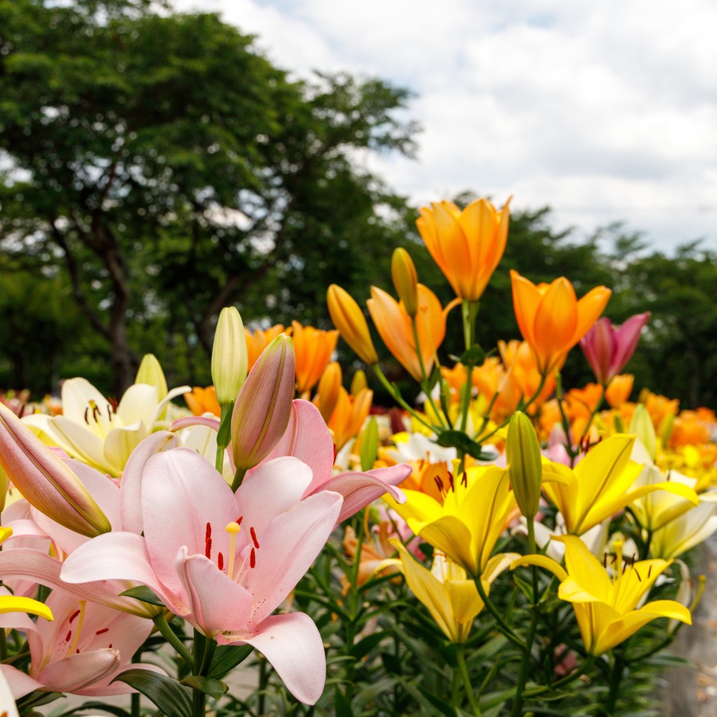実際訪問したユーザーが直接撮影して投稿した乾新町花のきれいなスポット玉水ゆり園の写真