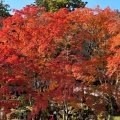 実際訪問したユーザーが直接撮影して投稿した多和寺第八十八番札所 大窪寺の写真