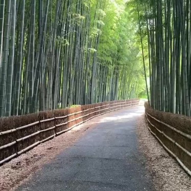実際訪問したユーザーが直接撮影して投稿した金沢公園ちたの竹林の写真