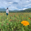 実際訪問したユーザーが直接撮影して投稿した明野町浅尾花のきれいなスポット明野のひまわり畑の写真