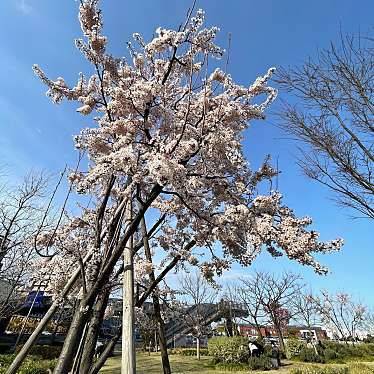 実際訪問したユーザーが直接撮影して投稿した新港公園赤レンガパークの写真